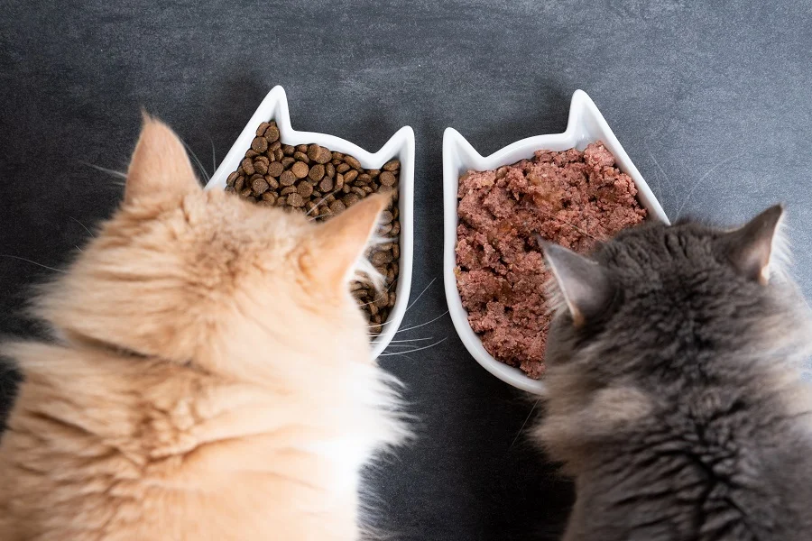 Cats eating wet pet food